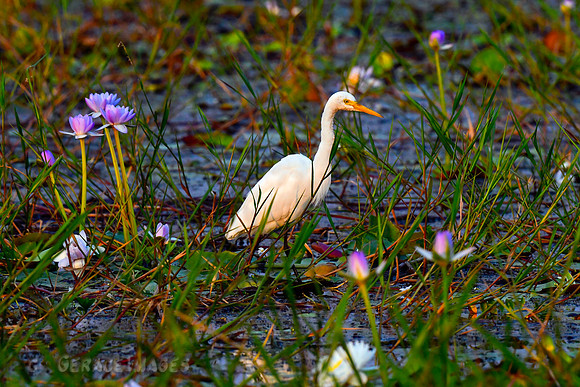 Egret
