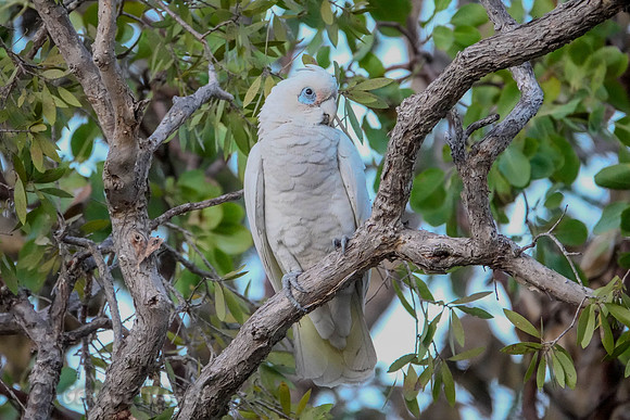 Little Corella