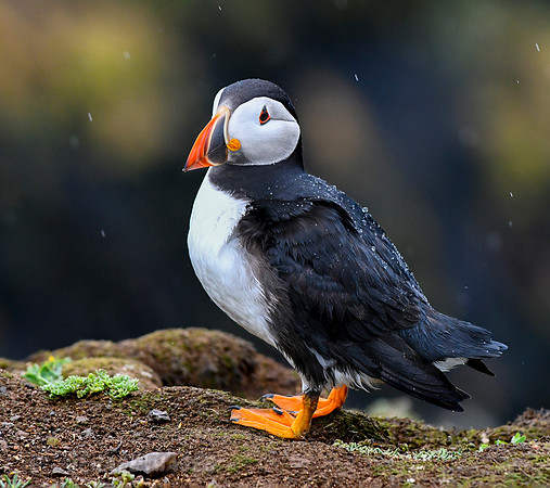You can see the water drops beading up on its waterproof feathers.