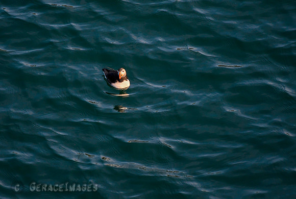 This reminded me of a rubber ducky.