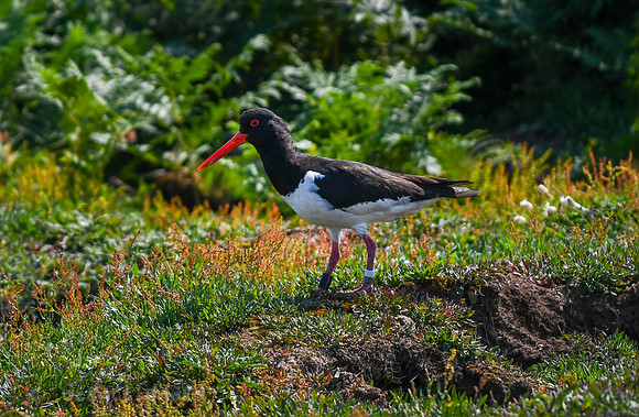 Oyster Catcher