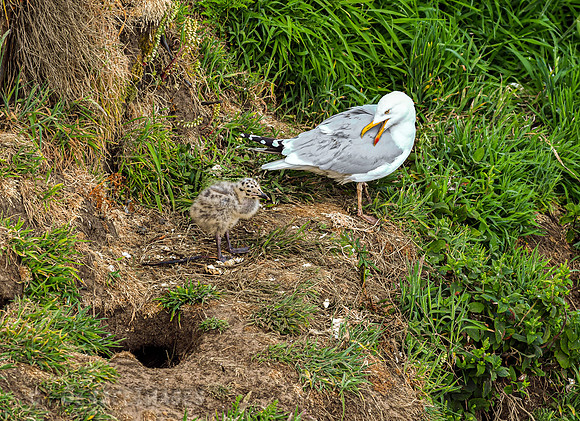 Gull and its baby chick.