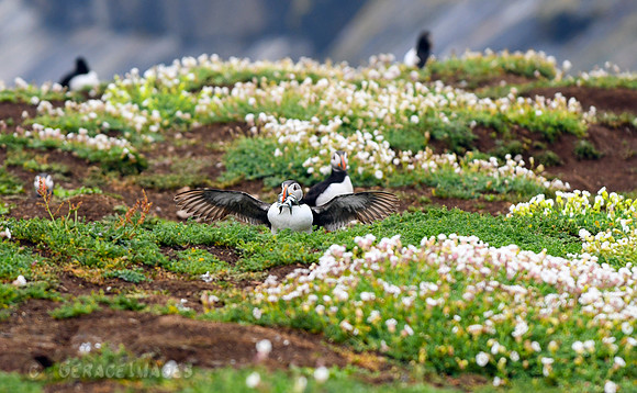 with hope that the startled puffin will drop the fish and they will have an easy meal.