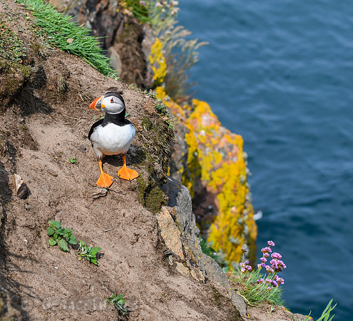 Taken cliffside near the boat dock on Skomer.