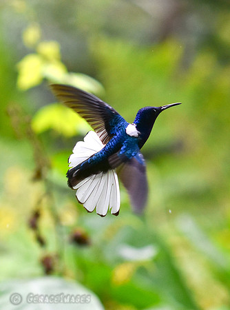 White-Necked Jacobin Hummingbird