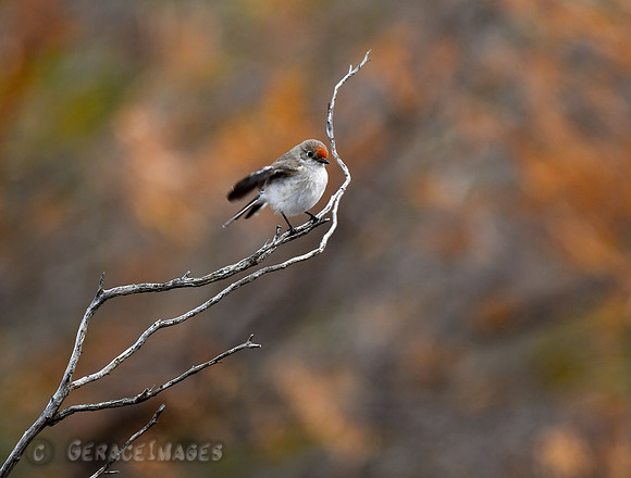 Female Red-capped Robin