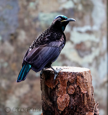 Riflebird