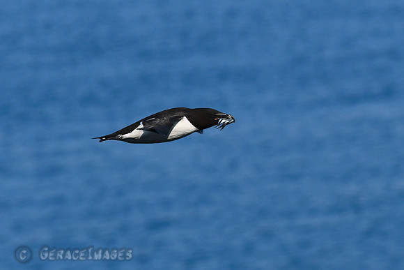 Razorbill with sand eels.