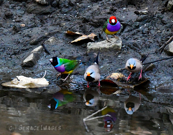 Gouldians and Long-tailed finches.