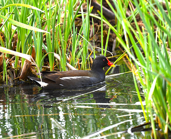 Moorhen
