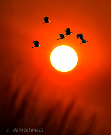 Pied Herons Sunset Composite - Kakadu