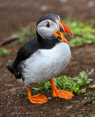 The only time I saw the puffin's tongue.