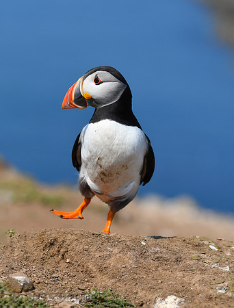 Don't tell the other birds but puffins are now the cutest birds I have ever seen.