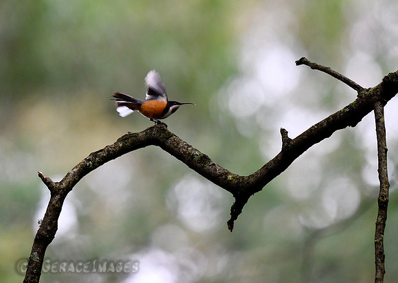 Eastern Spinebill