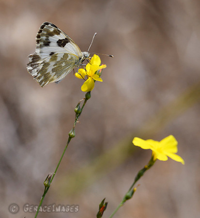 A Bath White butterfly