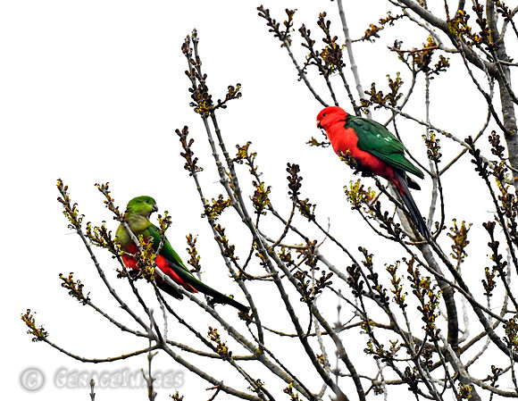 Female & Male King Parrots
