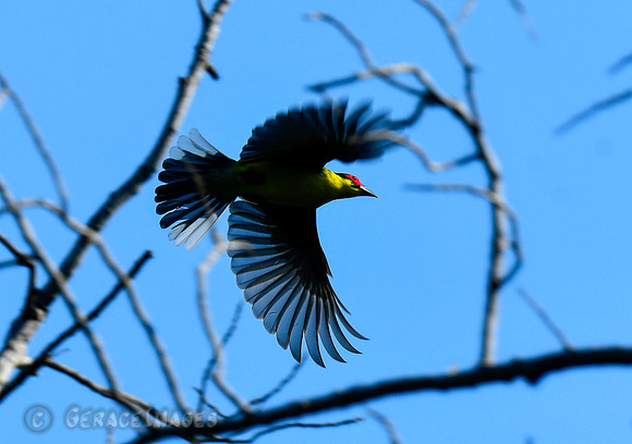 Austrailasian Figbird