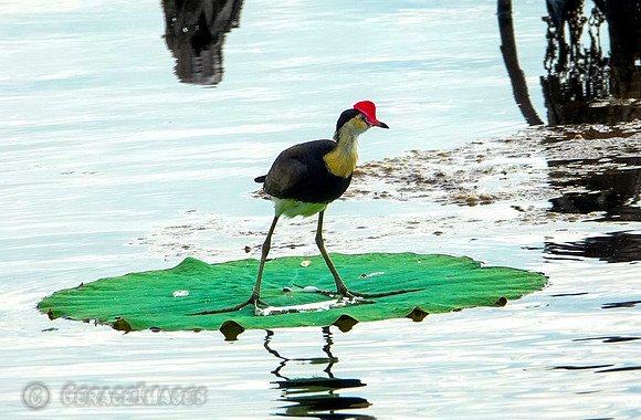 Comb Crested Jacana