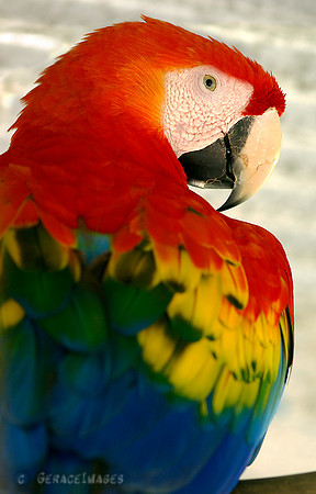 **see more in the Macaws gallery.