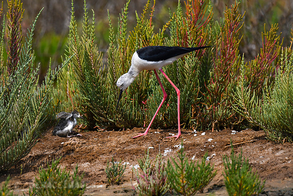 Black-winged Stilt