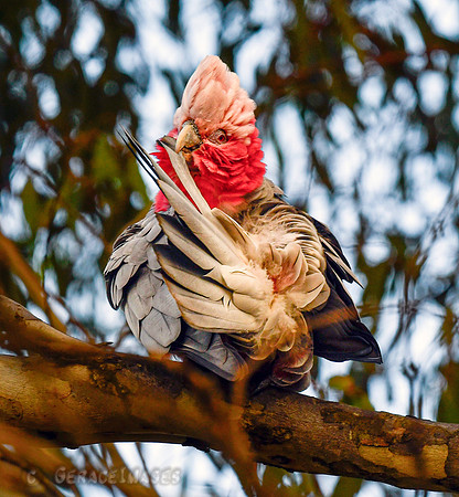 Galah Preening