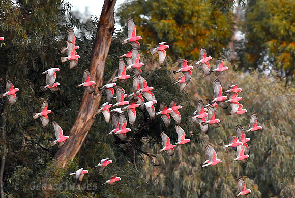 Southwestern Galahs
