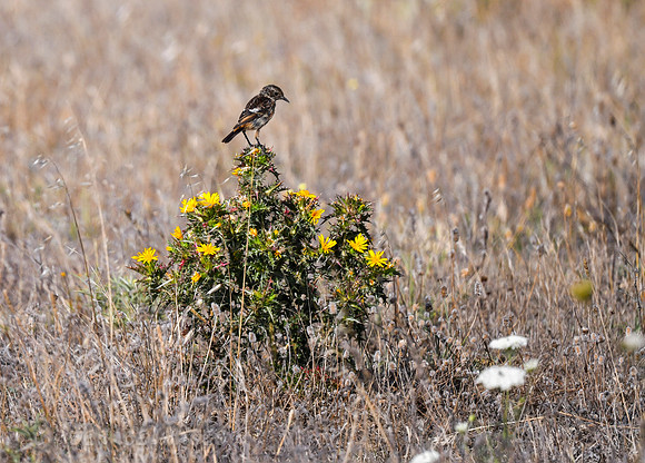Male Stonechat