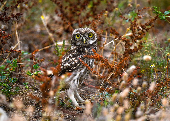 Little Owl