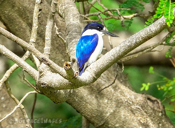 Forest Kingfisher