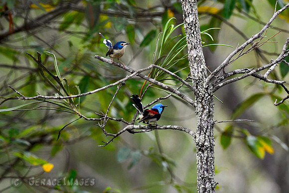 Female & Male Lovely Fairywrens