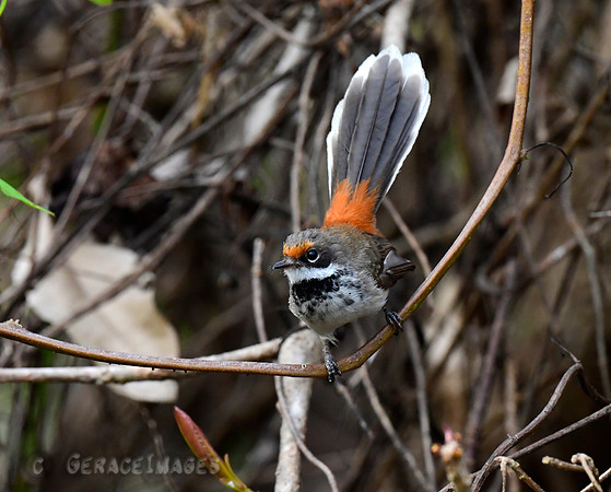 Arafura Fantail