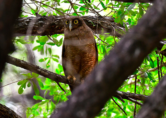 Rufous Owl