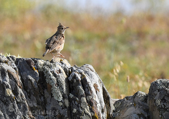 Crested Lark