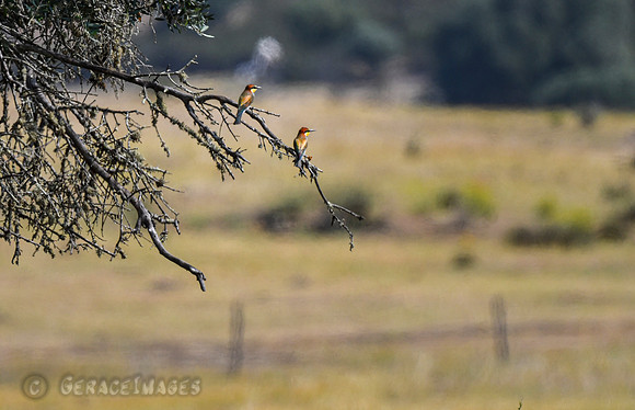 European Bee-eaters