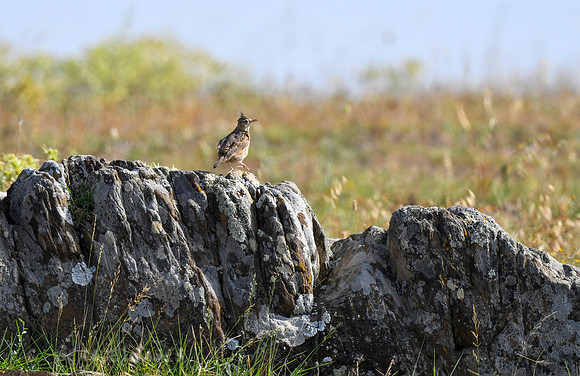 Crested Lark