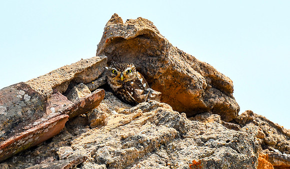 Little Owl