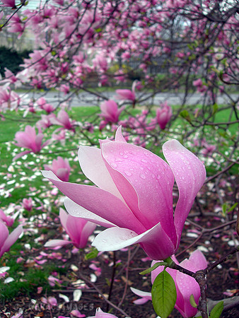 Magnolia