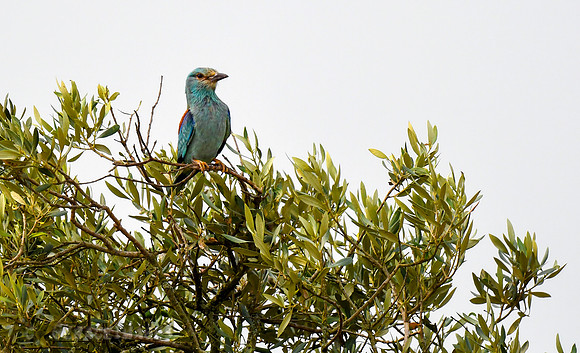European Roller