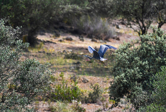 Grey Heron