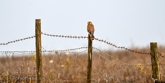Common Kestrel