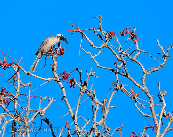 Friarbird