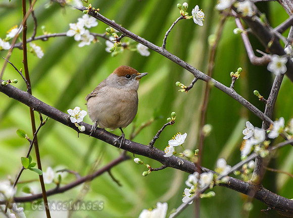 Female Blackcap Warbler