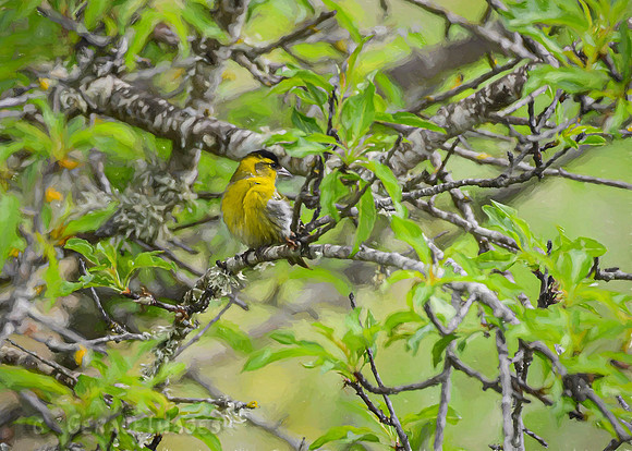 Full Painted Siskin