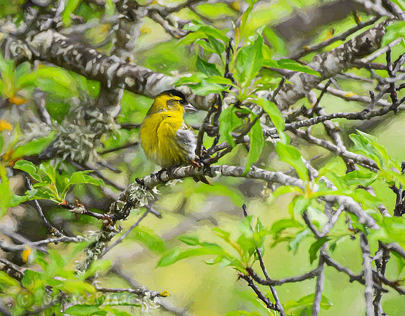 Cropped Painted Siskin