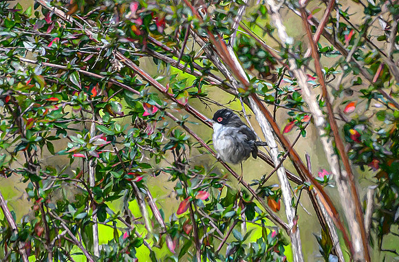 Painted Sardinian Warbler