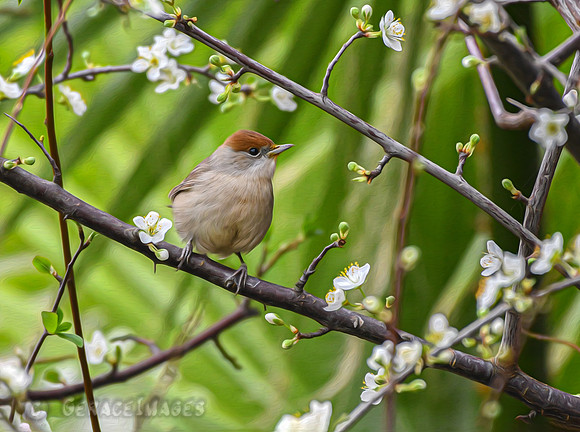 Painted Female Blackcap Warbler
