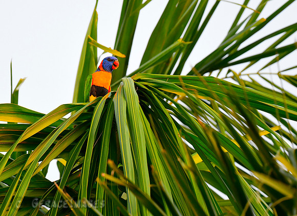 Red-collared Lorikeet