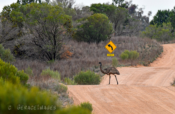 Emu crossing the road in the Mallee