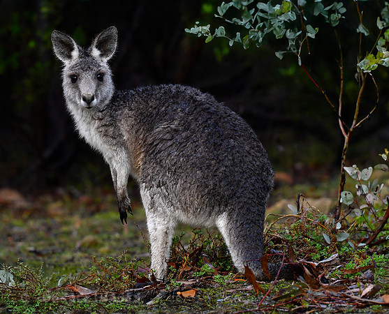 Grey Kangaroo