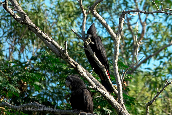 Red-tailed Black Cockatoo